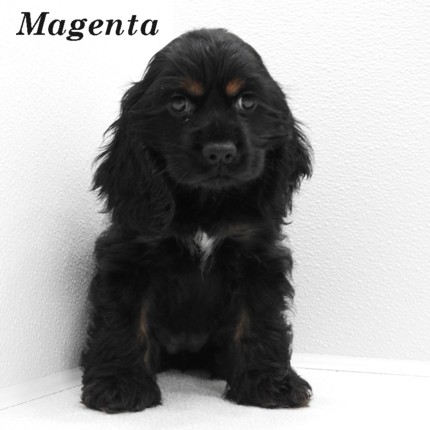 puppy, for, sale, Cocker Spaniel, Joe & Cherri  Overlease, dog, breeder, Miller, MO, dog-breeder, puppy-for-sale, forsale, nearby, find, puppyfind, locator, puppylocator, aca